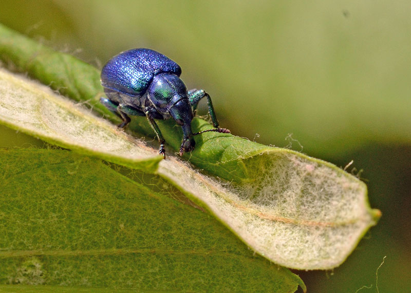 Byctiscus betulae all'' opera